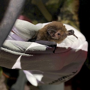 Pekakepa-tou-roa (long tailed bat).