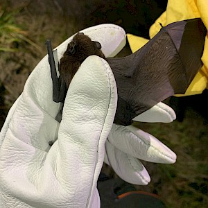Ian Davison-Watts showing and explaining Pekakepa-tou-roa (long tailed bat) wings.