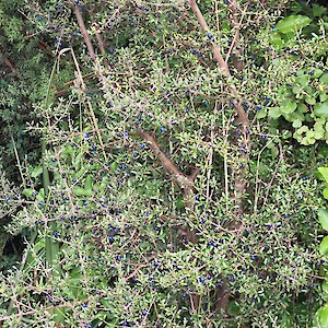Mingimingi (Coprosma propinqua).