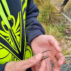 Our very own Steve Irwin (Josh Aitken) caught a Skink!