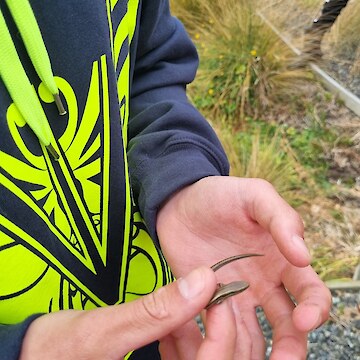 Our very own Steve Irwin (Josh Aitken) caught a Skink!