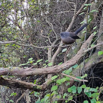 Our companion the black pīwakawaka (fantail).