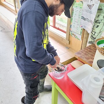 Raniera Smyth extracting kōtukutuku (tree fuchsia) seeds.
