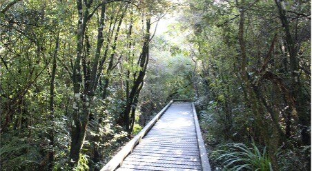 One of the walkways in Haumuri/Croydon Bush. This native forest reserve is a living reminder of what Southland once looked like with forest, grassland, and shrubland communities. Photo source: SouthlandNZ.