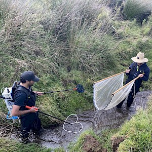 Raniera Smyth and Josiah Kawana electrofishing.