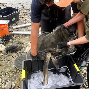 Tauira placing tuna in a bucket mixed with water and clove oil.