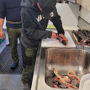 Vincent Leith teaching tauira how to pawhara tuna.