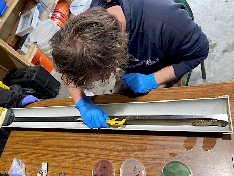 Luka Finn from Hokonui Rūnanga taking data and samples from kanakana. Photo by Hokonui Rūnanga.