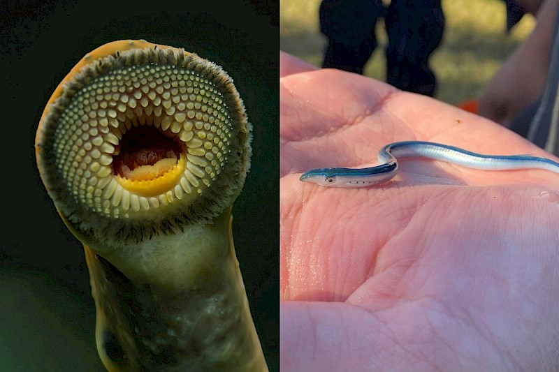 Left: adult kanakana. Photo by Angus MacIntosh. Right: juvenile kanakana (amocete). Photo by Hokonui Rūnanga.