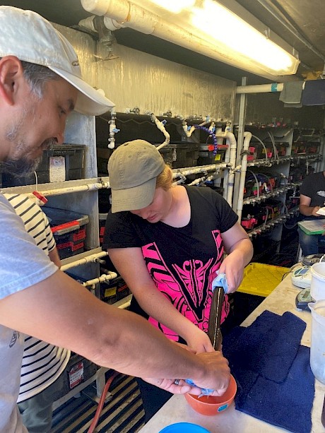 Ralph Lapman (Biologist for Yakama Nation Fisheries) teaching Mollie Lyders (Hokonui) how to strip a Pacific Lamprey in the USA. Photo by Hokonui Rūnanga.