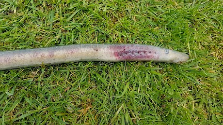 Lamprey Reddening Syndrome (LRS) found on kanakana. Photo by Hokonui Rūnanga.