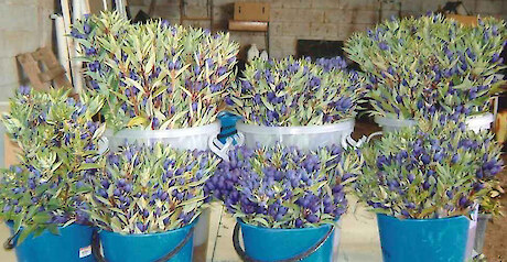 Gentian flowers.