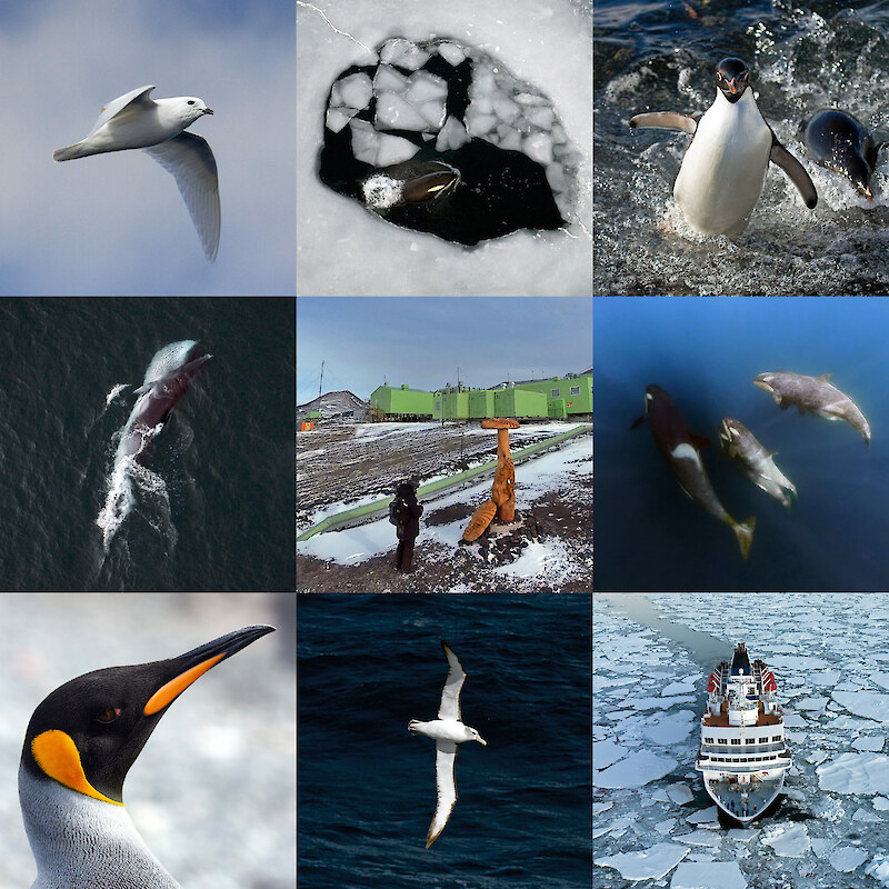 Our 2024 expeditions to the Ross Sea region in nine pictures. Top left clockwise: one of beautiful snow petrels that followed our ship (R. Eisert); Antarctic Type-C killer whales use a hole in the sea ice to breathe (C. Aitchison, Skyworks); Adélie penguins coming ashore at Cape Adare (R. Eisert); juvenile Antarctic killer whales (MKTT); our expedition vessel, the Heritage Adventurer, passing through the sea ice of McMurdo Sound (C. Aitchison, Skyworks); a great toroa (albatross; R. Eisert); portrait of a king penguin (R. Eisert); a pakake (minke whale) feeding on krill in the Ross Sea (C. Aitchison, Skyworks); centre: Rewi Davis paying his respects to the Pou Whenua during a visit to Scott Base, New Zealand’s Antarctic base in the Ross Sea (R. Eisert).
