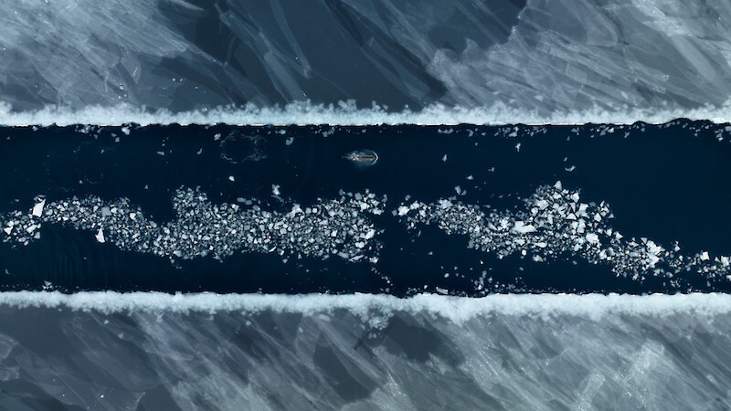 Antarctic Type-C killer whales (kākahi) travel along a channel made by the expedition ship in the newly refrozen sea ice. McMurdo Sound, Ross Sea, February 2023. Image by Colin Aitchison