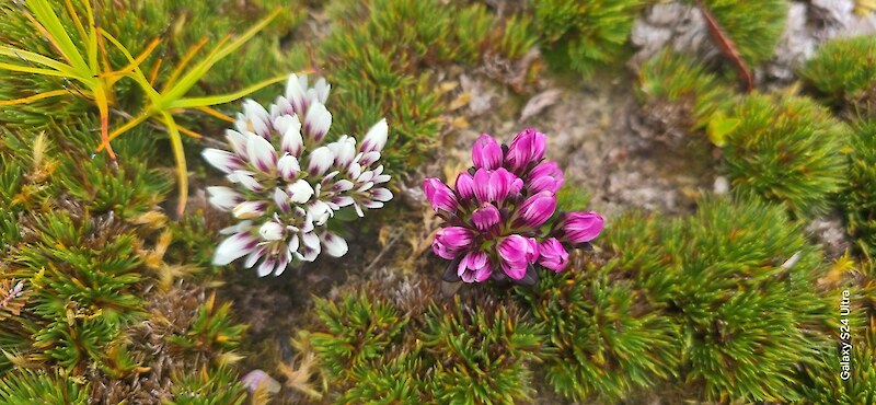 Gentianella cerina specimens collected during the trip. Photo by Riki Parata