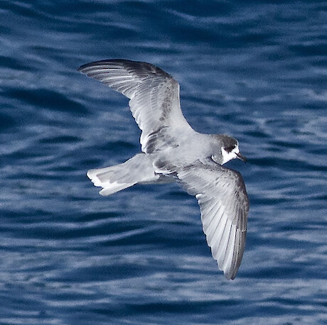 A blue petrel (Halobaenus caeruleus), one of the many species of seabird found in the Southern Ocean. © Dr Regina Eisert.