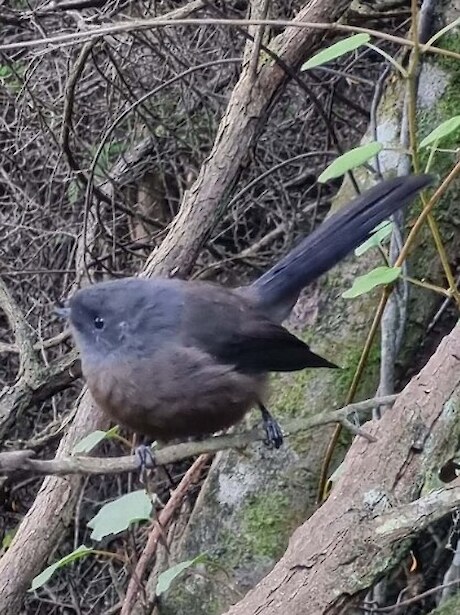 Our companion the black pīwakawaka (fantail).
