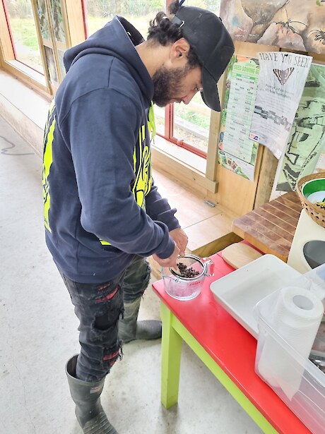 Raniera Smyth extracting kōtukutuku (tree fuchsia) seeds.